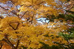 07112022_Nikon D800_23rd Round to Hokkaido_Hokkaido University Golden Leaf00020