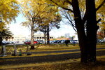 07112022_Nikon D800_23rd Round to Hokkaido_Hokkaido University Golden Leaf00029