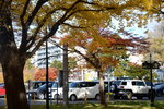 07112022_Nikon D800_23rd Round to Hokkaido_Hokkaido University Golden Leaf00033