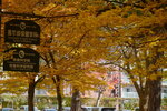 07112022_Nikon D800_23rd Round to Hokkaido_Hokkaido University Golden Leaf00034