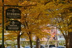 07112022_Nikon D800_23rd Round to Hokkaido_Hokkaido University Golden Leaf00035