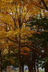 07112022_Nikon D800_23rd Round to Hokkaido_Hokkaido University Maple Leaf00002
