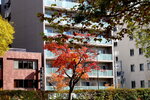 07112022_Nikon D800_23rd Round to Hokkaido_Hokkaido University Maple Leaf00009