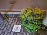 03112022_Samsung Smartphone Galaxy S10 Plus_23rd Round to Hokkaido_Hakodate_Goryokaku00004