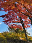 04112022_Samsung Smartphone Galaxy S10 Plus_23rd Round to Hokkaido_Goryokaku Koen00009