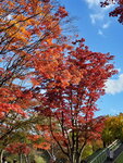 04112022_Samsung Smartphone Galaxy S10 Plus_23rd Round to Hokkaido_Goryokaku Koen00010