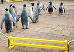 05112022_Samsung Smartphone Galaxy S10 Plus_23rd Round to Hokkaido_Nixe Marine Park_Penguin Parade00001