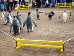 05112022_Samsung Smartphone Galaxy S10 Plus_23rd Round to Hokkaido_Nixe Marine Park_Penguin Parade00002