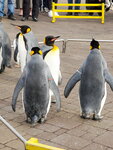 05112022_Samsung Smartphone Galaxy S10 Plus_23rd Round to Hokkaido_Nixe Marine Park_Penguin Parade00003