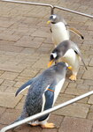 05112022_Samsung Smartphone Galaxy S10 Plus_23rd Round to Hokkaido_Nixe Marine Park_Penguin Parade00004