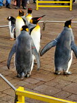 05112022_Samsung Smartphone Galaxy S10 Plus_23rd Round to Hokkaido_Nixe Marine Park_Penguin Parade00005