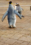 05112022_Samsung Smartphone Galaxy S10 Plus_23rd Round to Hokkaido_Nixe Marine Park_Penguin Parade00006