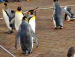 05112022_Samsung Smartphone Galaxy S10 Plus_23rd Round to Hokkaido_Nixe Marine Park_Penguin Parade00007