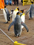 05112022_Samsung Smartphone Galaxy S10 Plus_23rd Round to Hokkaido_Nixe Marine Park_Penguin Parade00008