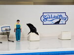 05112022_Samsung Smartphone Galaxy S10 Plus_23rd Round to Hokkaido_Noboribetsu Nixe Marine Park_Sea Lion Show00005