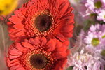20012023_Nikon D5300_Victoria Park Lunar New Year Flower Fair_Chrysanthemum00001