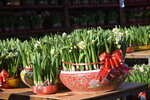 20012023_Nikon D5300_Victoria Park Lunar New Year Flower Fair_Daffodil00003