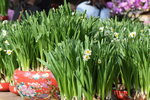 20012023_Nikon D5300_Victoria Park Lunar New Year Flower Fair_Daffodil00006