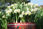20012023_Nikon D5300_Victoria Park Lunar New Year Flower Fair_Daffodil00009