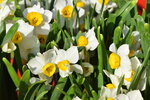 20012023_Nikon D5300_Victoria Park Lunar New Year Flower Fair_Daffodil00018
