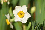 20012023_Nikon D5300_Victoria Park Lunar New Year Flower Fair_Daffodil00020