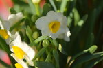 20012023_Nikon D5300_Victoria Park Lunar New Year Flower Fair_Daffodil00021