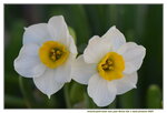 20012023_Nikon D5300_Victoria Park Lunar New Year Flower Fair_Daffodil00043