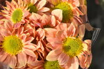 20012023_Nikon D5300_Victoria Park Lunar New Year Flower Fair_Daisy00001