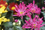 20012023_Nikon D5300_Victoria Park Lunar New Year Flower Fair_Daisy00005