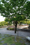 12052023_Sony A7 II_Kyushu Tour_Kumamoto Castle00032