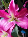 21012023_Lunar New Year Home Flowers00031