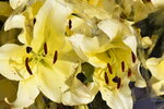 20012023_Nikon D5300_Victoria Park Lunar New Year Flower Fair_Lily00004