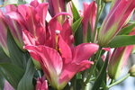 20012023_Nikon D5300_Victoria Park Lunar New Year Flower Fair_Lily00006