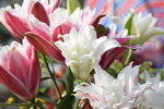 20012023_Nikon D5300_Victoria Park Lunar New Year Flower Fair_Lily00009