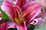 20012023_Nikon D5300_Victoria Park Lunar New Year Flower Fair_Lily00014