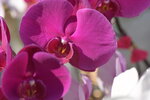 20012023_Nikon D5300_Victoria Park Lunar New Year Flower Fair_Orchid00002