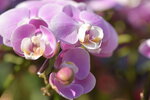 20012023_Nikon D5300_Victoria Park Lunar New Year Flower Fair_Orchid00003