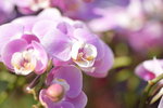 20012023_Nikon D5300_Victoria Park Lunar New Year Flower Fair_Orchid00004