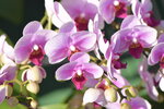 20012023_Nikon D5300_Victoria Park Lunar New Year Flower Fair_Orchid00005