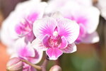 20012023_Nikon D5300_Victoria Park Lunar New Year Flower Fair_Orchid00006