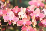 20012023_Nikon D5300_Victoria Park Lunar New Year Flower Fair_Orchid00008