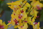 20012023_Nikon D5300_Victoria Park Lunar New Year Flower Fair_Orchid00009