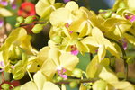 20012023_Nikon D5300_Victoria Park Lunar New Year Flower Fair_Orchid00010