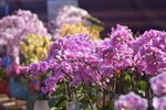 20012023_Nikon D5300_Victoria Park Lunar New Year Flower Fair_Orchid00011