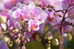 20012023_Nikon D5300_Victoria Park Lunar New Year Flower Fair_Orchid00013