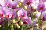 20012023_Nikon D5300_Victoria Park Lunar New Year Flower Fair_Orchid00014