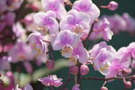 20012023_Nikon D5300_Victoria Park Lunar New Year Flower Fair_Orchid00015
