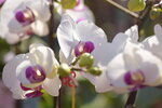 20012023_Nikon D5300_Victoria Park Lunar New Year Flower Fair_Orchid00016