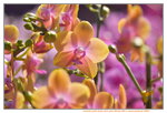20012023_Nikon D5300_Victoria Park Lunar New Year Flower Fair_Orchid00017