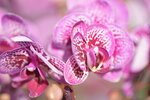 20012023_Nikon D5300_Victoria Park Lunar New Year Flower Fair_Orchid00018